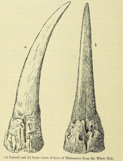 Rhino horn from White Nile