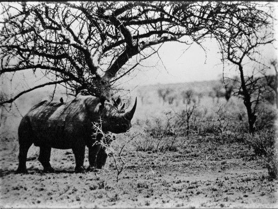 Black rhinoceros in Kenya seeks some shade