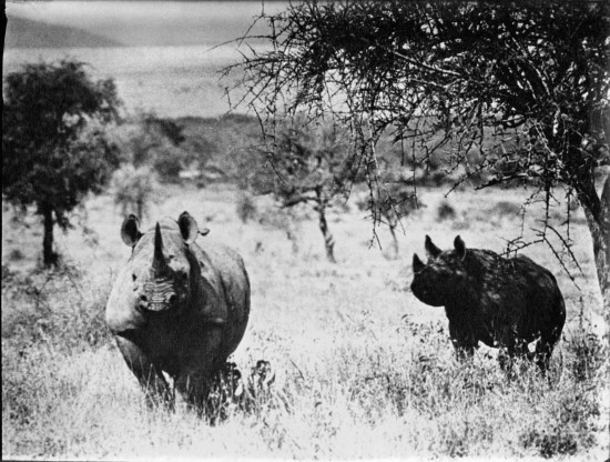 Kenyan Black rhinoceros with older calf on alert