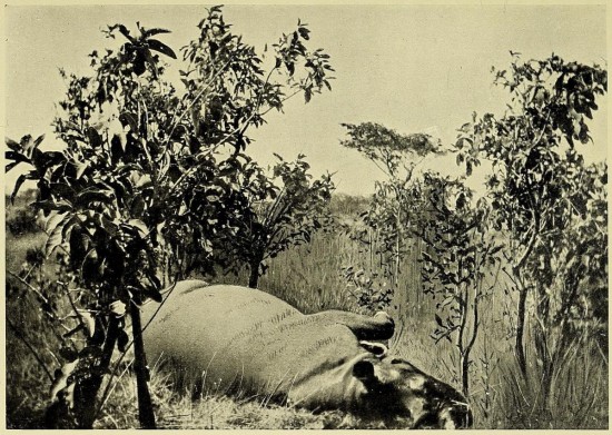 Somalia rhino