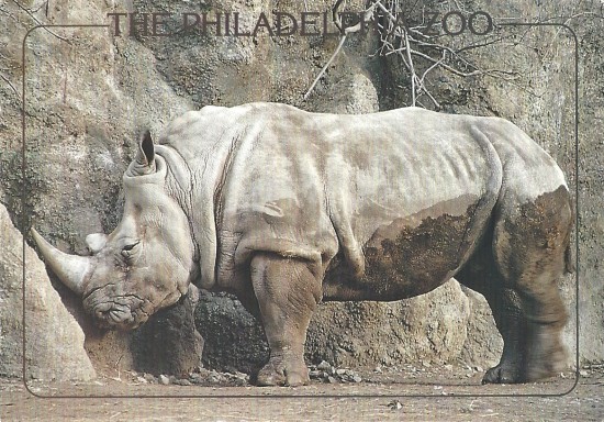 White rhinoceros at the Philadelphia Zoo