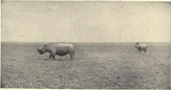 Hausburg Rhino