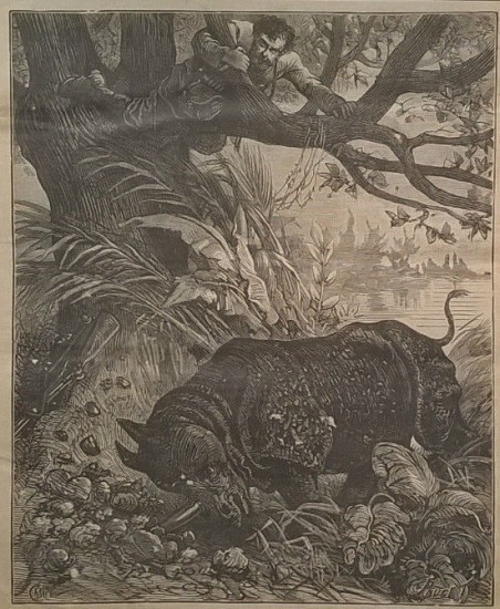 Attacked by rhino 1879
