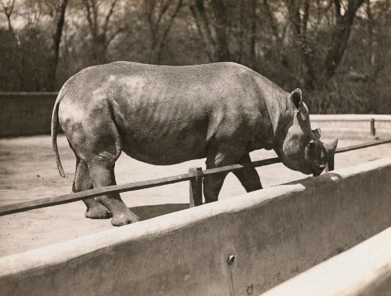 Black rhino in Dresden 1928