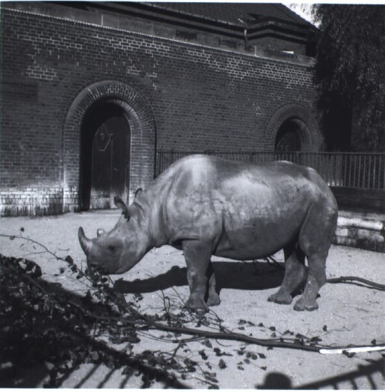 Black rhino in Copenhagen Zoo