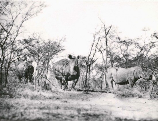 White rhino in Umfolosi Reserve