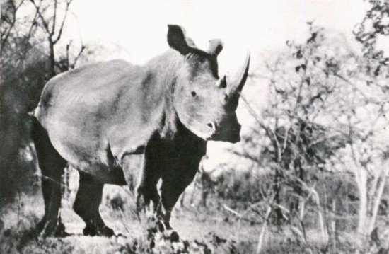 Fine white rhino in Umfolosi