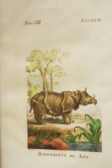Spanish Buffon 1794 Asian Rhinoceros