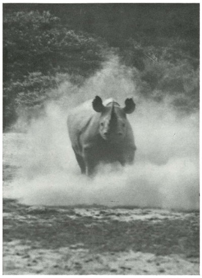 Machulka charging rhino