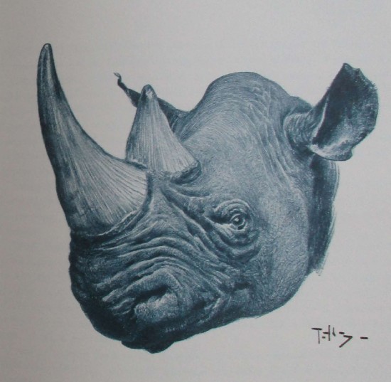 Head of Somali rhino