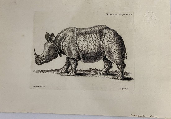 Parsons rhino with long horn