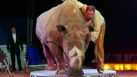 White rhino in Circus Krone