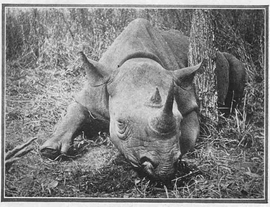 Black rhino in Nyasaland 1927