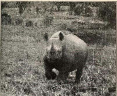 Rhino debating a charge