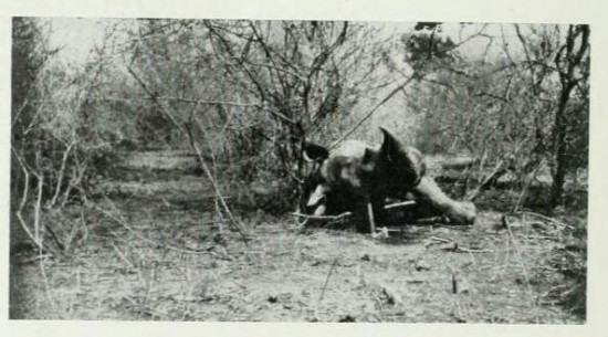 Solvay 1907 Head of rhino