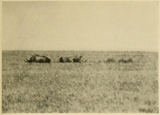 Rhinos at Guaso Narok 1909