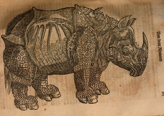 Gesnerus Redividus 305 Durer-rhino