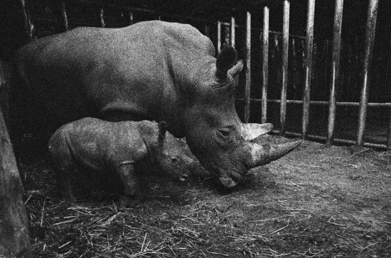 Arnhem 1977 black rhino