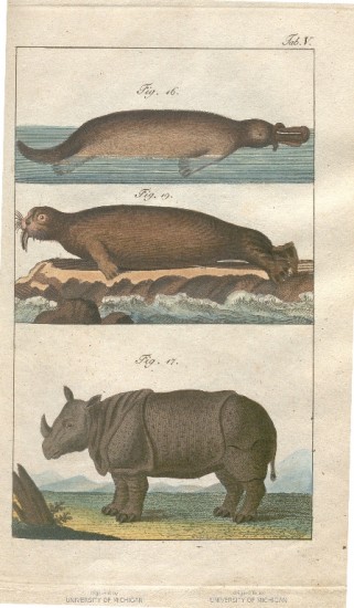 Gmelin 1809 Naturgeschichte