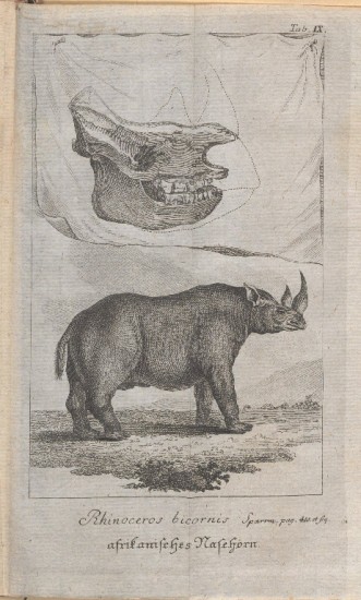 Sparrman 1784 Afrikanisches Nasehorn