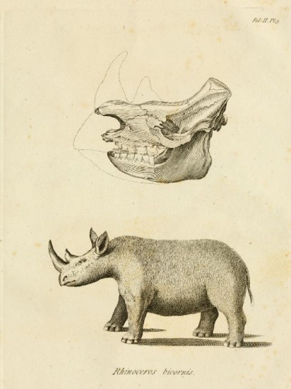 Sparrman 1785 Rhinoceros bicornis