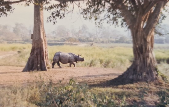 Kaziranga 1996 