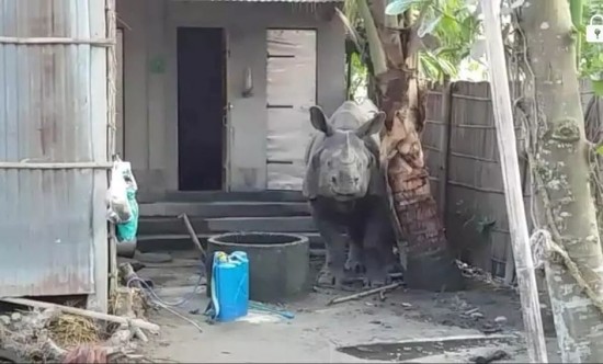 Jamugurihat 2021 rhino in village