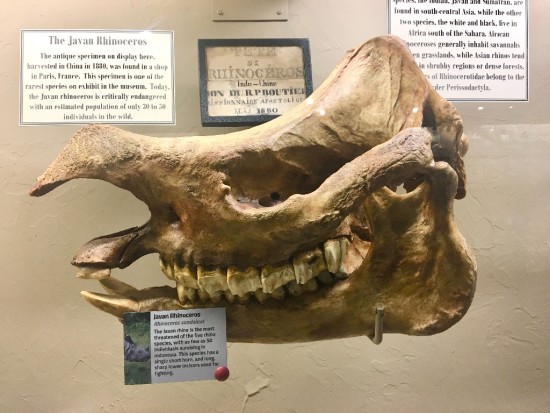 Javan rhino skull in Oklahoma