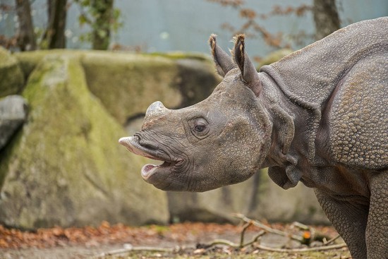 Hellabrunn Indian Rhino