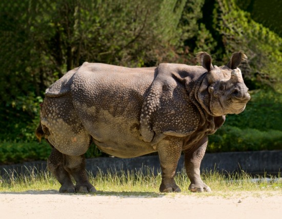 Indian Rhino in Munich