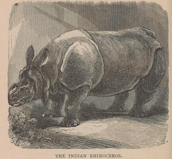 Philadelphia 1878 Indian Rhino