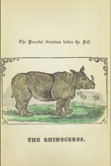 Rhinoceros before the Fall