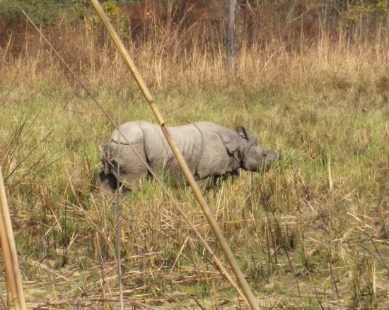 Chitwan rhino