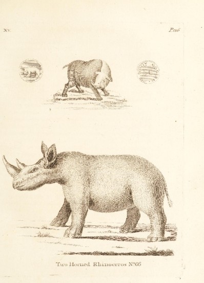 Pennant 1781 Two-horned rhino