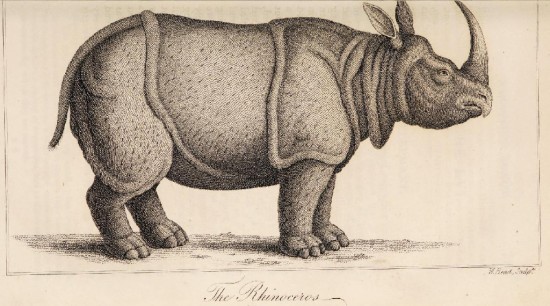 Shaw 1823 One horned rhino