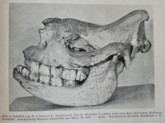 Ruppell 1840 black rhino skull