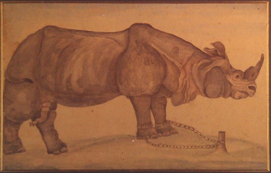 Male indian Rhino