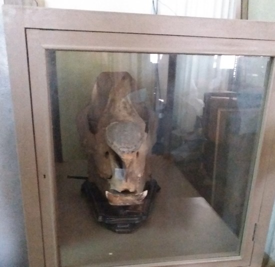 Skull in Kaiser Library