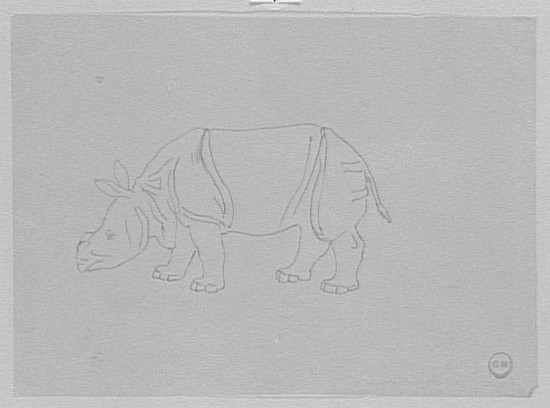 Morea study of rhino