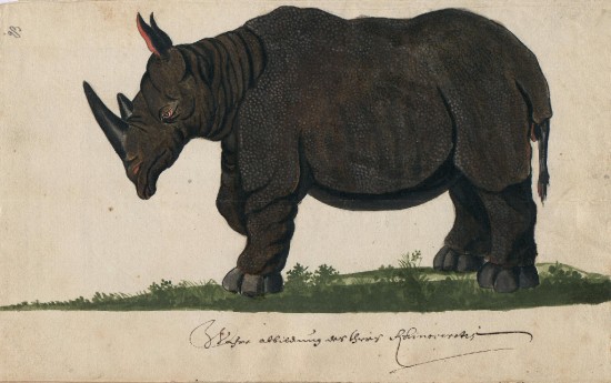 Cleyer 1680 Sumatran rhino