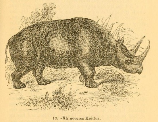 Knight 1849 Keitloa Rhino