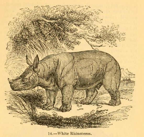 Knight 1849 White Rhino