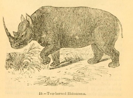 Knight 1849 Two-Horned Rhino