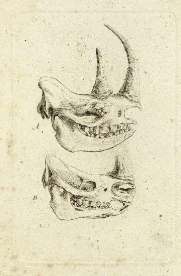 Blumenbach 1796 Skulls