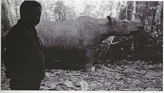 Kg. Linbar (Sabah) rhino