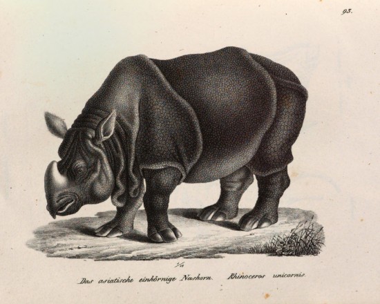 Scinz 1827 One-horned rhino