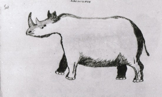 Campbell drawing of Rhenoceros