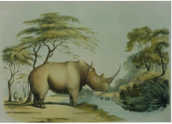 Harris 1841 Rhinoceros simus