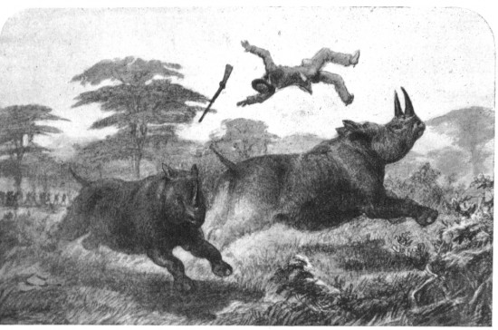 Oswell 1900 Black rhino attack