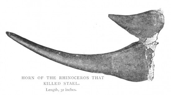 Oswell 1900 Rhino that killed Stael